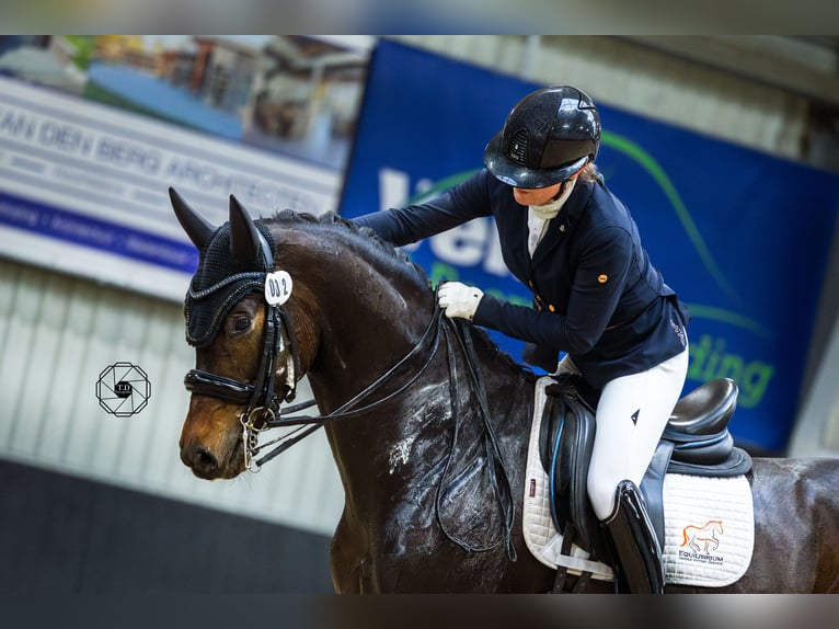Oldenburg Mare 10 years 16 hh Brown in Hoofddorp