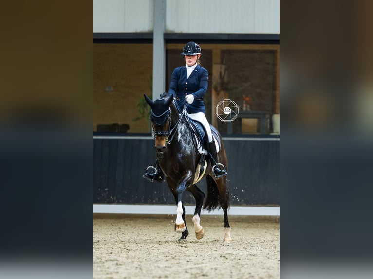 Oldenburg Mare 10 years 16 hh Brown in Hoofddorp