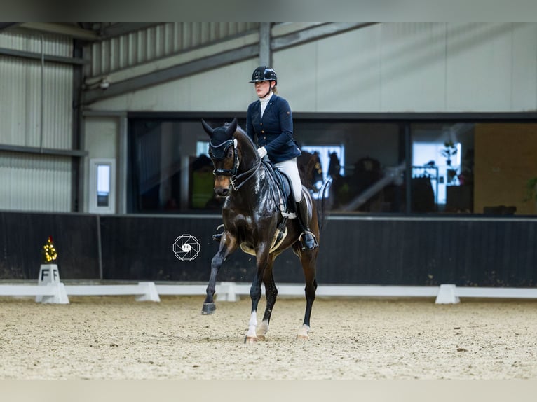 Oldenburg Mare 10 years 16 hh Brown in Hoofddorp