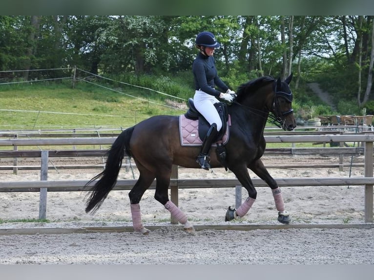Oldenburg Mare 10 years 16 hh Brown in Hoofddorp