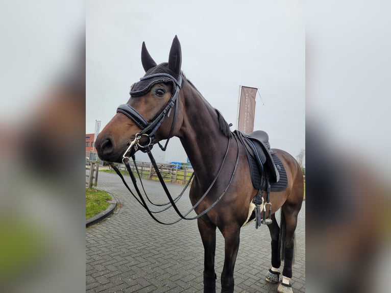 Oldenburg Mare 10 years 16 hh Brown in Hoofddorp