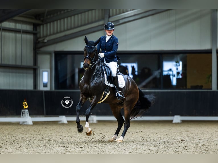 Oldenburg Mare 10 years 16 hh Brown in Hoofddorp