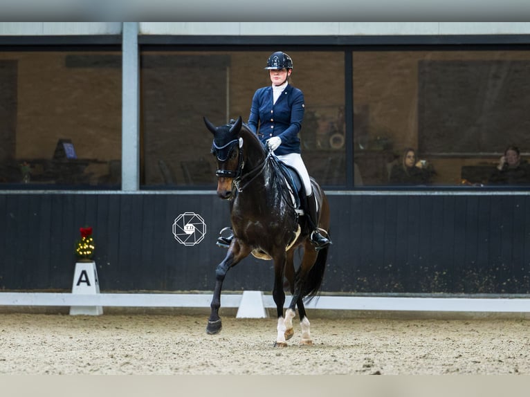 Oldenburg Mare 10 years 16 hh Brown in Hoofddorp
