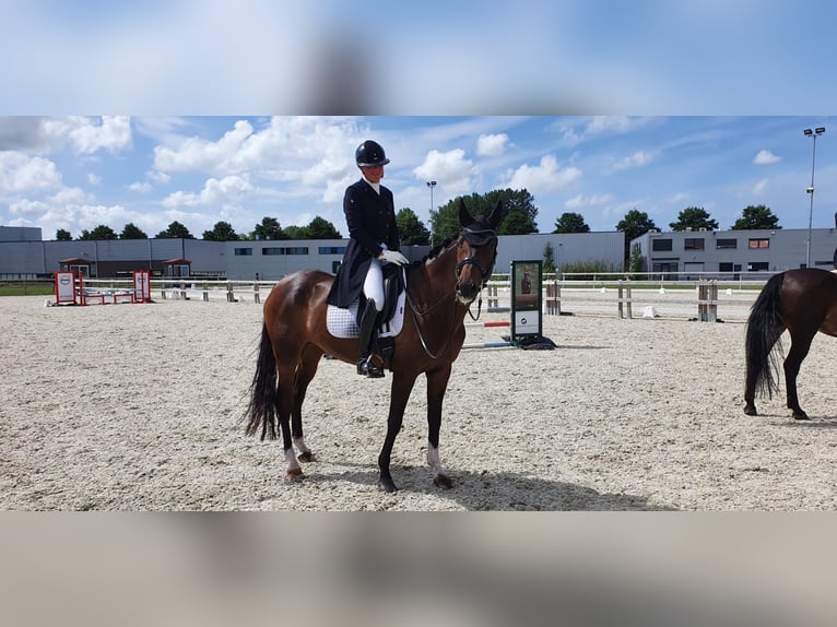 Oldenburg Mare 10 years 16 hh Brown in Hoofddorp