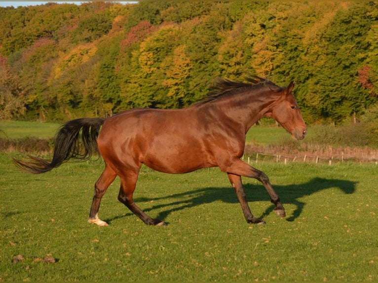 Oldenburg Mare 10 years 16 hh Brown in Lavernay