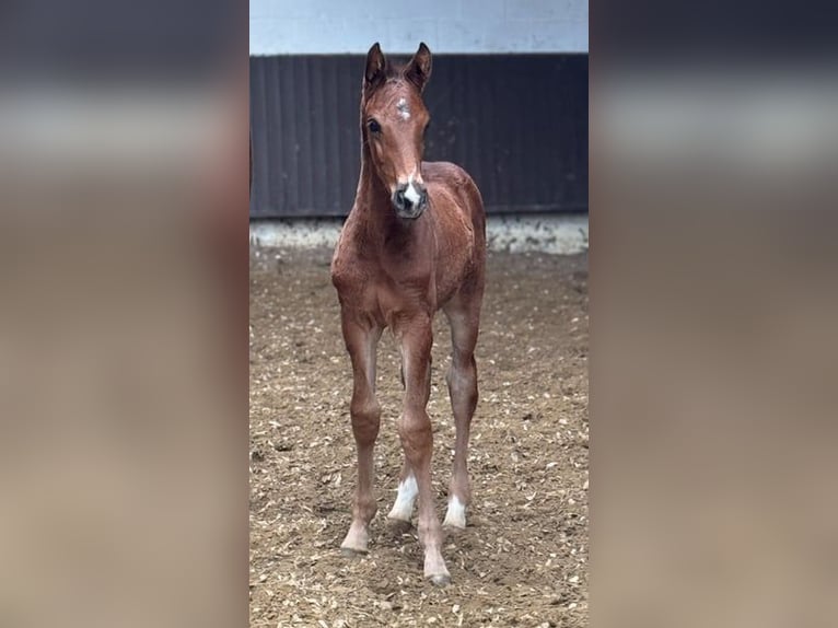Oldenburg Mare 10 years 16 hh Chestnut-Red in Bramsche