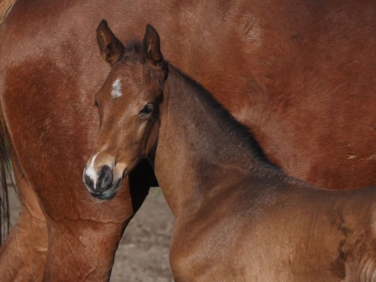 Oldenburg Mare 10 years 16 hh Chestnut-Red in Bramsche
