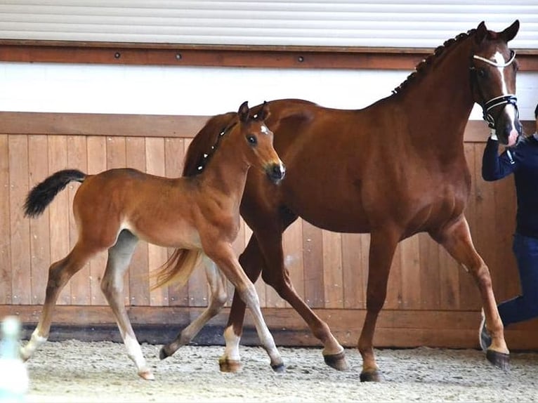 Oldenburg Mare 10 years 16 hh Chestnut-Red in Bramsche