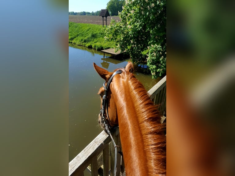 Oldenburg Mare 10 years 16 hh Chestnut-Red in Bramsche
