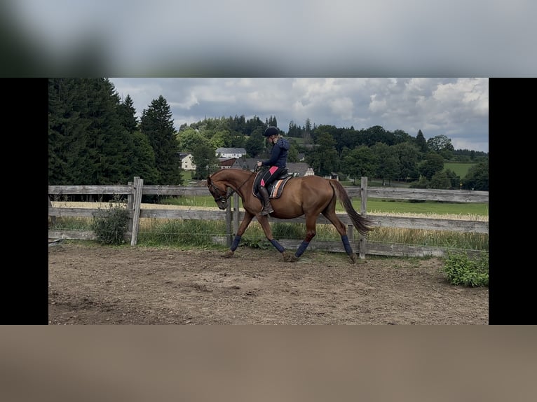 Oldenburg Mare 10 years 16 hh Chestnut-Red in Himmelkron