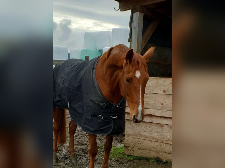 Oldenburg Mare 10 years 16 hh Chestnut-Red in Himmelkron