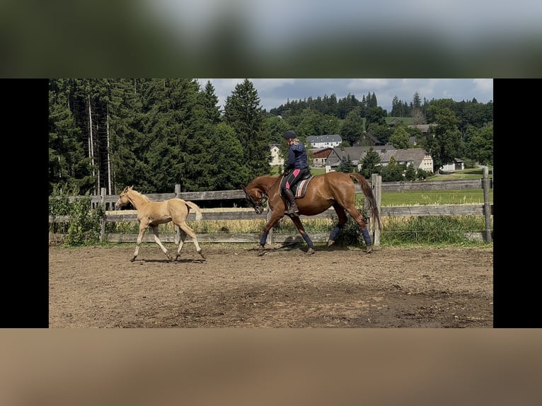 Oldenburg Mare 10 years 16 hh Chestnut-Red in Himmelkron