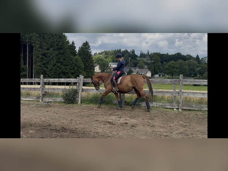 Oldenburg Mare 10 years 16 hh Chestnut-Red in Himmelkron