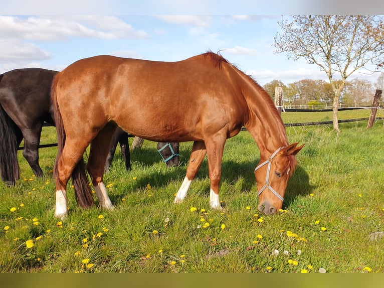 Oldenburg Mare 10 years 16 hh Chestnut-Red in Wittmund