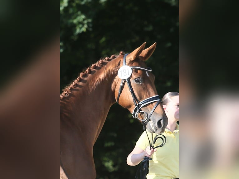 Oldenburg Mare 10 years 16 hh Chestnut-Red in Wittmund