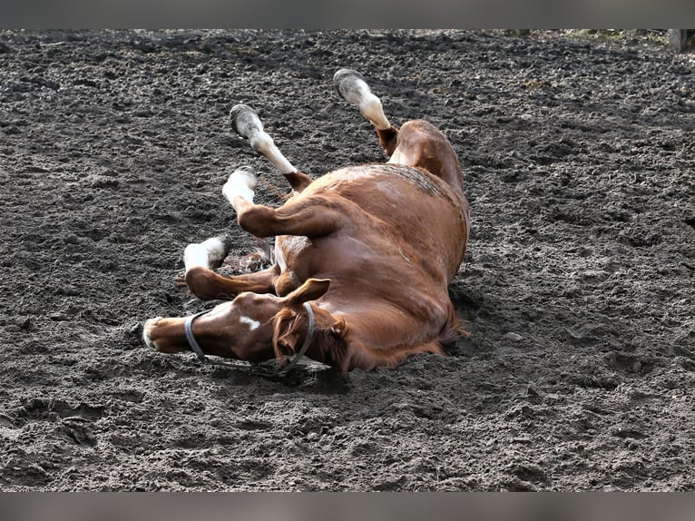 Oldenburg Mare 10 years 16 hh Chestnut-Red in Wittmund