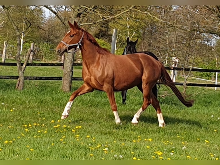 Oldenburg Mare 10 years 16 hh Chestnut-Red in Wittmund