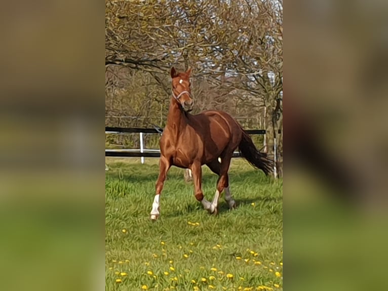 Oldenburg Mare 10 years 16 hh Chestnut-Red in Wittmund