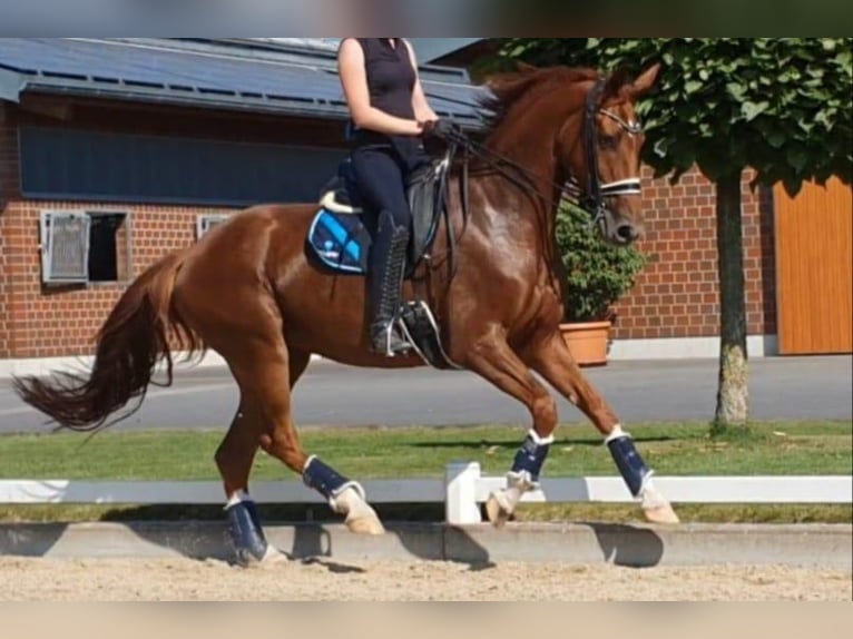 Oldenburg Mare 10 years 16 hh Chestnut-Red in Wittmund