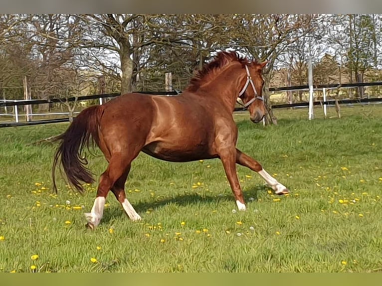 Oldenburg Mare 10 years 16 hh Chestnut-Red in Wittmund