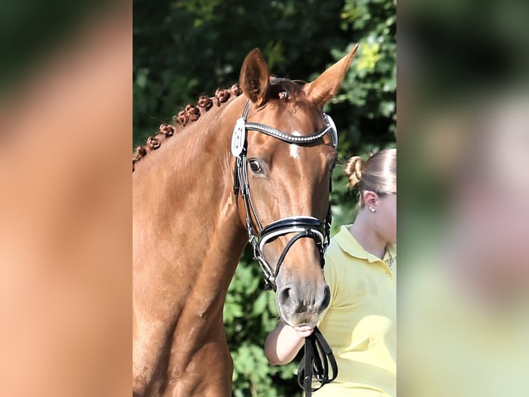 Oldenburg Mare 10 years 16 hh Chestnut-Red in Wittmund