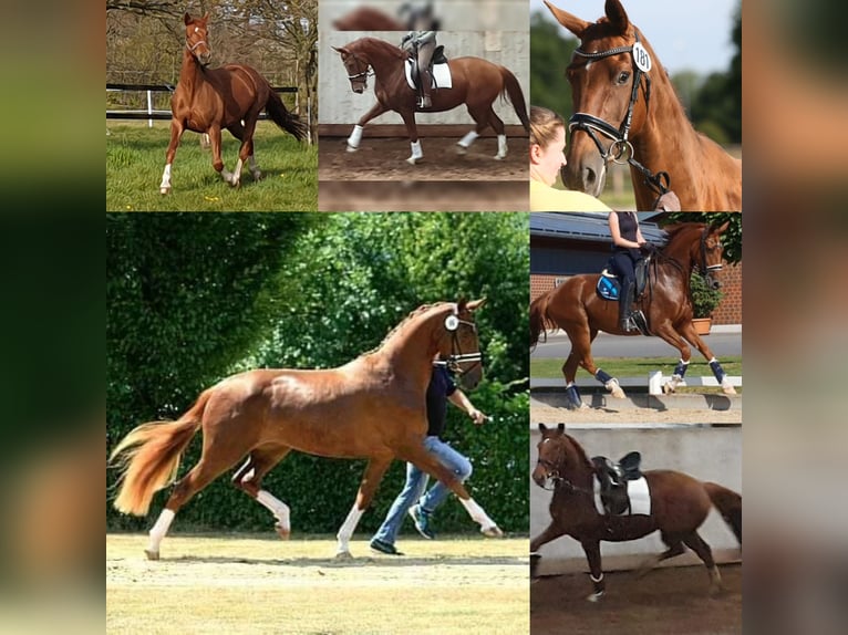 Oldenburg Mare 10 years 16 hh Chestnut-Red in Wittmund