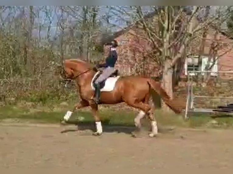 Oldenburg Mare 10 years 16 hh Chestnut-Red in Wittmund