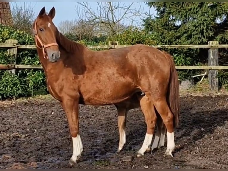 Oldenburg Mare 10 years 16 hh Chestnut-Red in Wittmund