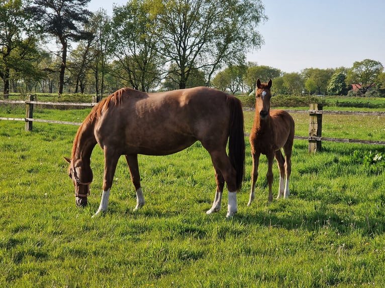 Oldenburg Mare 10 years 16 hh Chestnut-Red in Wittmund