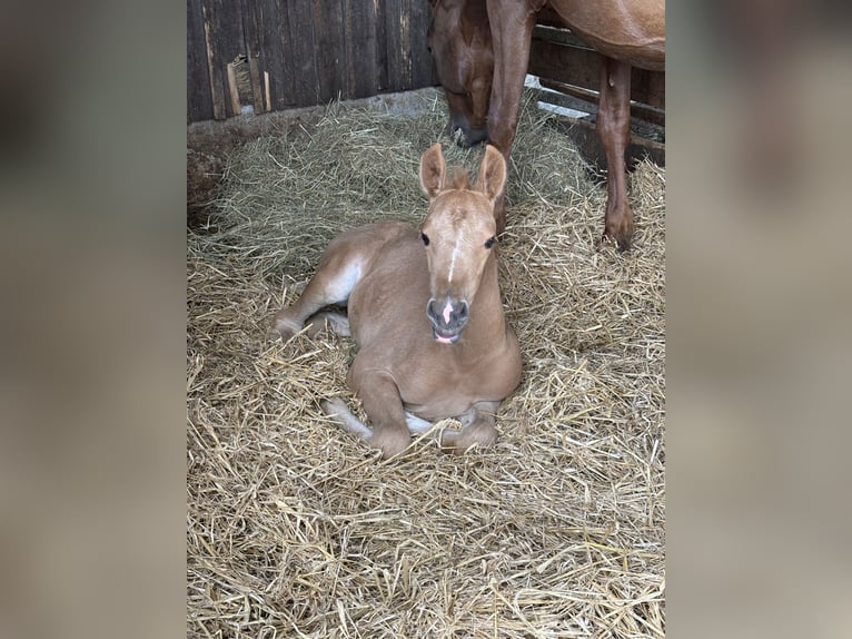 Oldenburg Mare 10 years 16 hh Chestnut-Red in Himmelkron