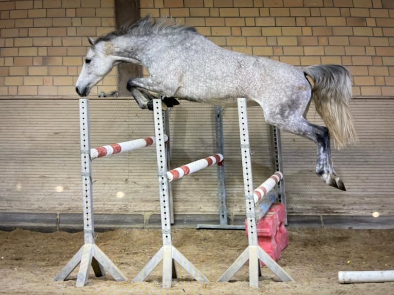 Oldenburg Mare 10 years 16 hh Grey in Hofheim am Taunus