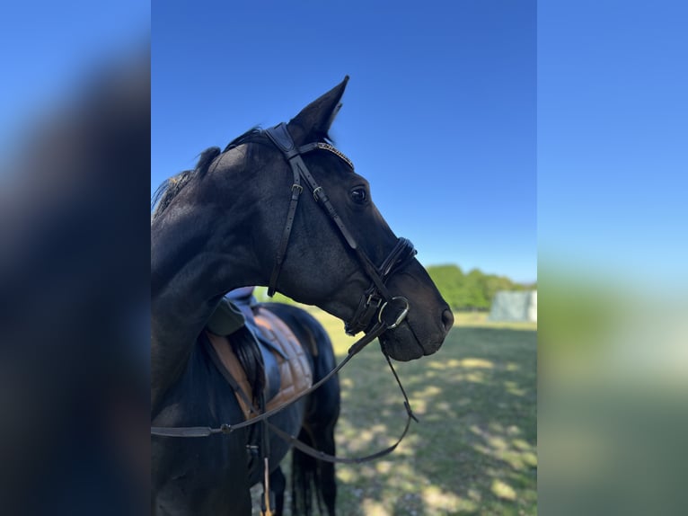 Oldenburg Mare 10 years 16,1 hh Black in Schiffdorf
