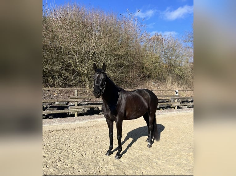 Oldenburg Mare 10 years 16,1 hh Black in Lennestadt