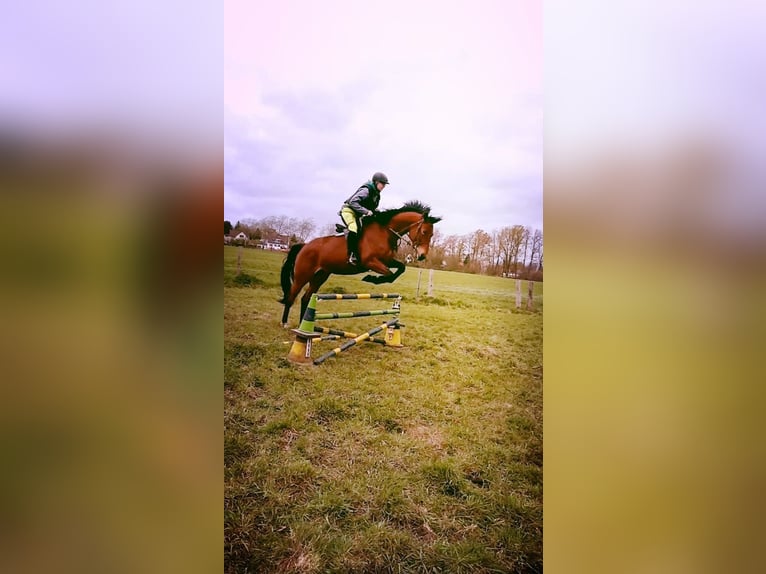 Oldenburg Mare 10 years 16,1 hh Brown in Alfhausen