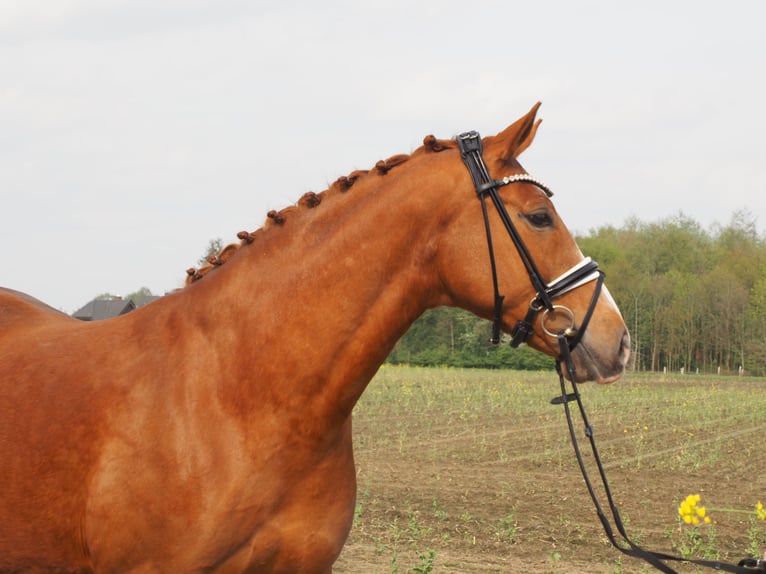 Oldenburg Mare 10 years 16,1 hh Chestnut-Red in Bramsche
