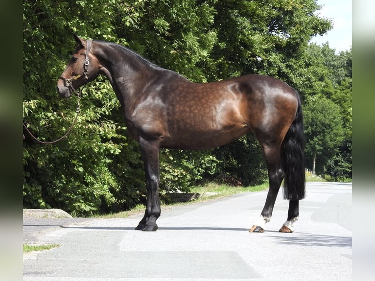Oldenburg Mare 10 years 16,2 hh Bay-Dark in Verl