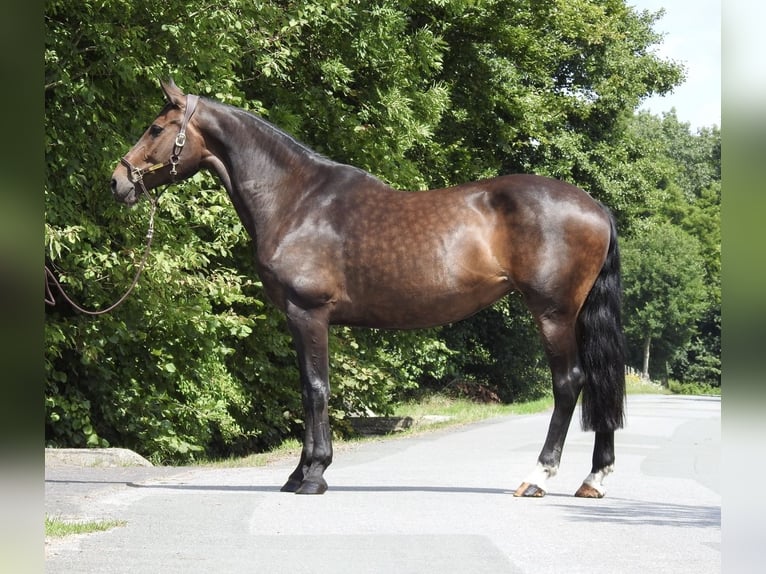 Oldenburg Mare 10 years 16,2 hh Bay-Dark in Verl