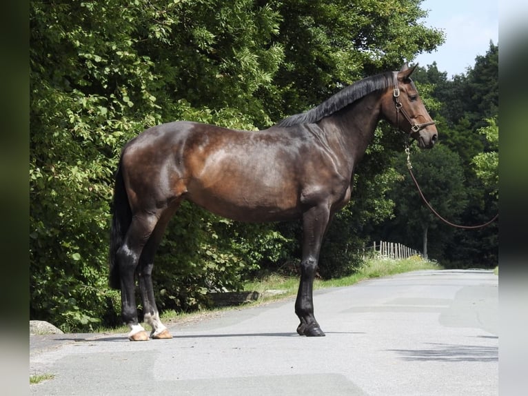Oldenburg Mare 10 years 16,2 hh Bay-Dark in Verl