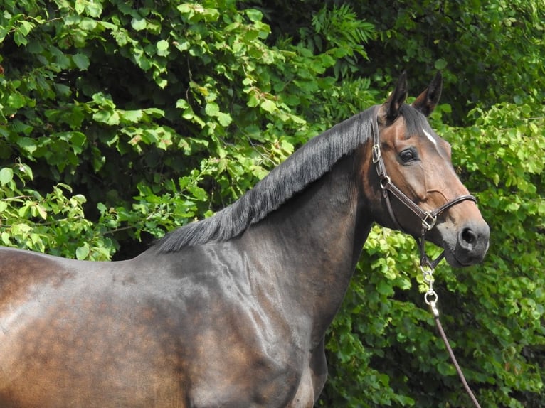 Oldenburg Mare 10 years 16,2 hh Bay-Dark in Verl