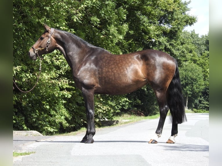 Oldenburg Mare 10 years 16,2 hh Bay-Dark in Verl