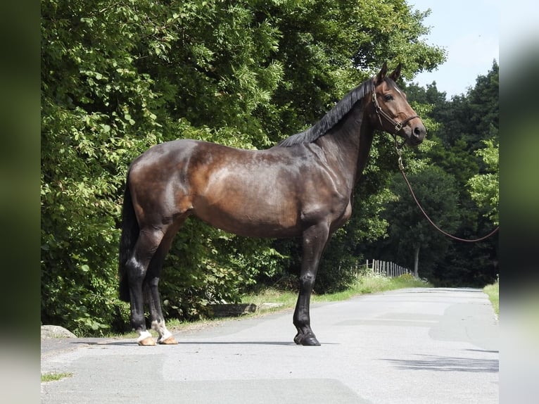 Oldenburg Mare 10 years 16,2 hh Bay-Dark in Verl