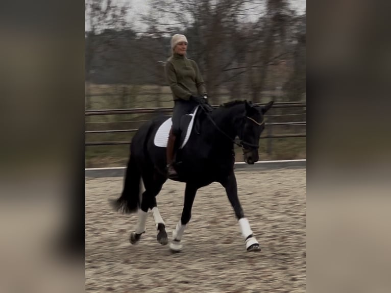 Oldenburg Mare 10 years 16,2 hh Black in Sch&#xF6;nwalde-Glien OT Pausin