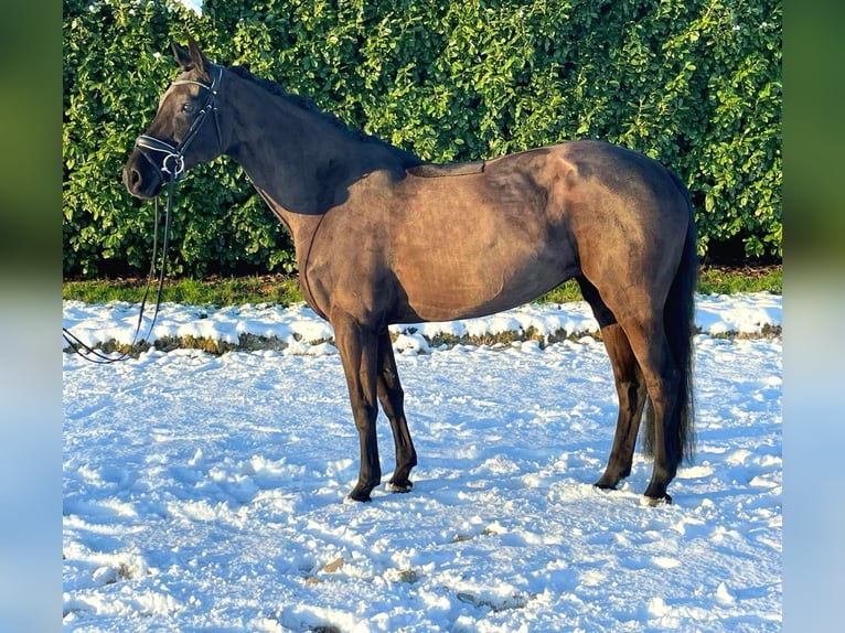 Oldenburg Mare 10 years 16,2 hh Black in Groß Ippener