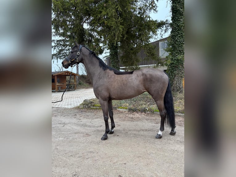 Oldenburg Mare 10 years 16,2 hh Smoky-Black in Schaffhausen