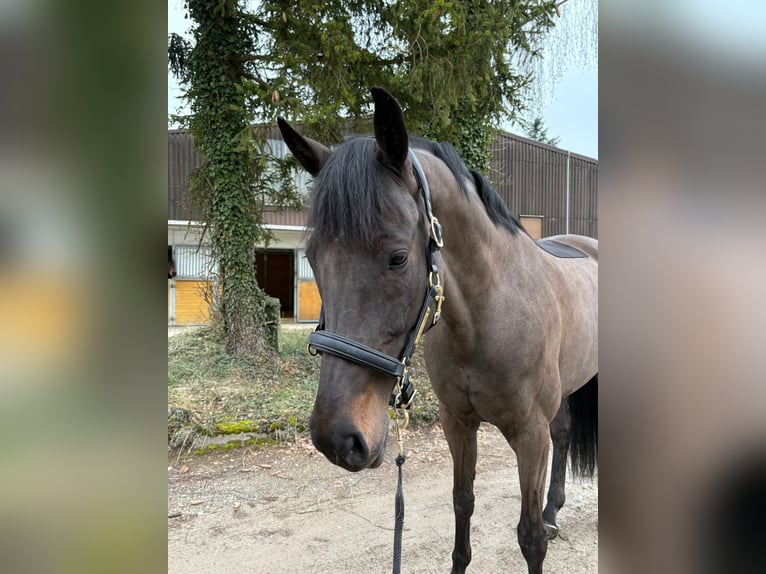 Oldenburg Mare 10 years 16,2 hh Smoky-Black in Schaffhausen