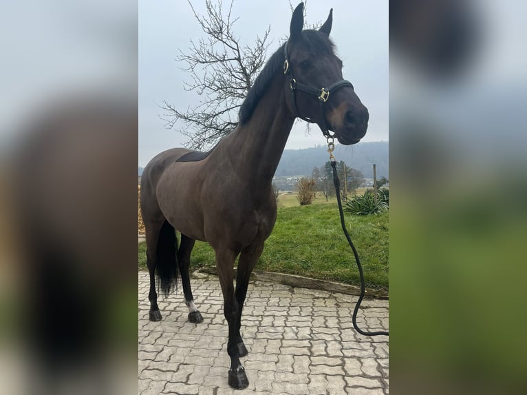 Oldenburg Mare 10 years 16,2 hh Smoky-Black in Schaffhausen