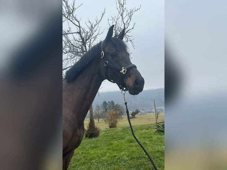Oldenburg Mare 10 years 16,2 hh Smoky-Black in Schaffhausen