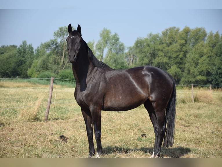 Oldenburg Mare 10 years 16,3 hh Bay-Dark in breendonk