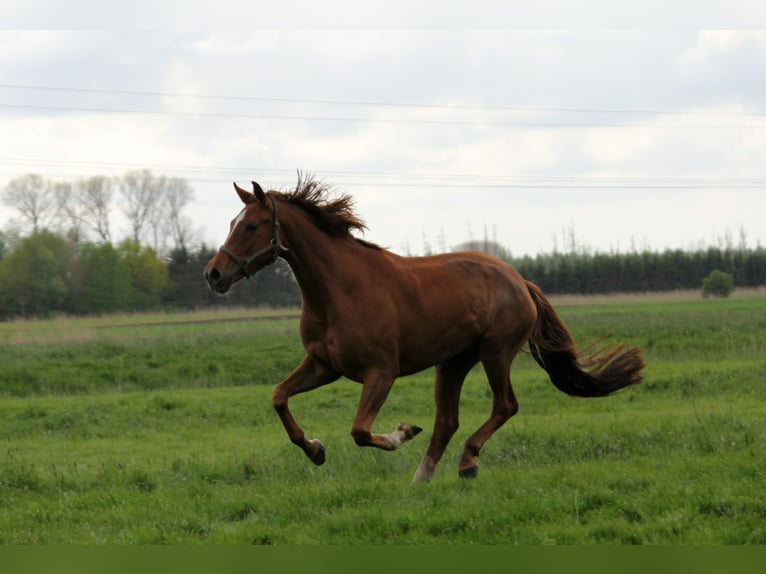 Oldenburg Mare 10 years 16,3 hh Chestnut in Kutenholz