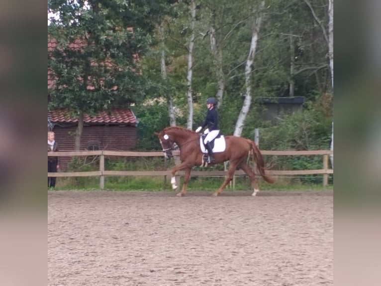 Oldenburg Mare 10 years 16,3 hh Chestnut-Red in Meyenburg